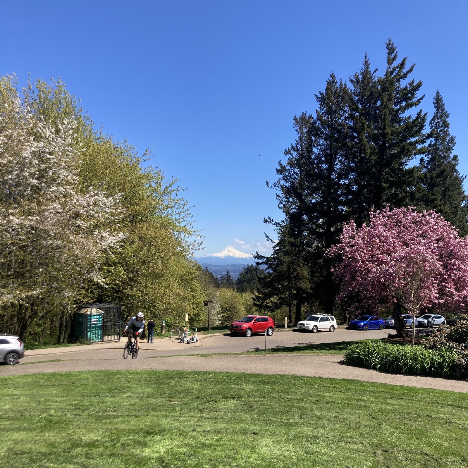 Mt. Hood under a deep blue sky on a day of almost psychedelic clarity. Distant objects merely seem smaller, as if seen through the vacuum of space. The plum tree in the near midground is in full bloom. A cyclist rides up the path towards us. A single crow in the sky, about 200' distant.