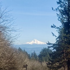 Mt. Hood, very snowy, as seen from Council Crest, on a bright blue day with streaks of cirrus clouds overhead