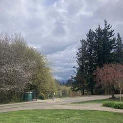 typical gray spring western oregon afternoon. nearby plum tree is just about to bloom. teeeeny patch of blue sky faintly visible through a gap in the clouds overhead