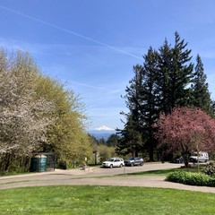 Mount Hood has seen from Council Crest Parke on a very bright spring day. The plum trees on the top of the hill are just barely beginning to bloom, unlike the trees down in the city.