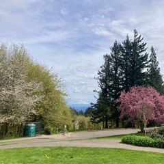 Mt. Hood capped with a few small clouds but under a weirdly silvery sky. A bit humid today and the EXTREMELY! GREEN! spring growth loves it. Ornamental plum tree to the right in this photo, that on Monday was only just budding, is now almost at its peak