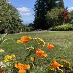 Closeup of California poppies and queen Anne’s lace, with mt hood out of focus in the background on a sunny almost-end-summer afternoon