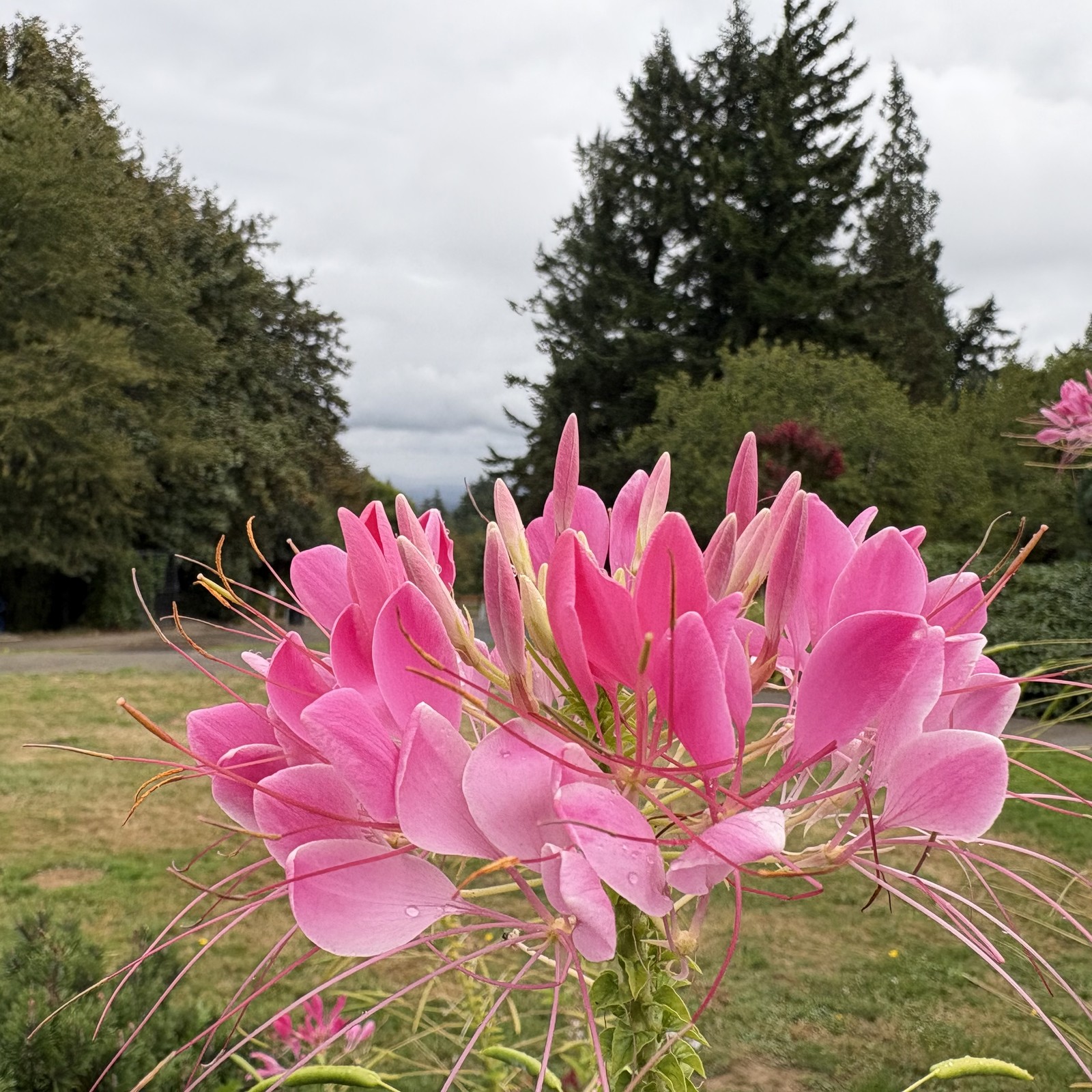 Closeup of pink flowers in front a gray drizzy sky