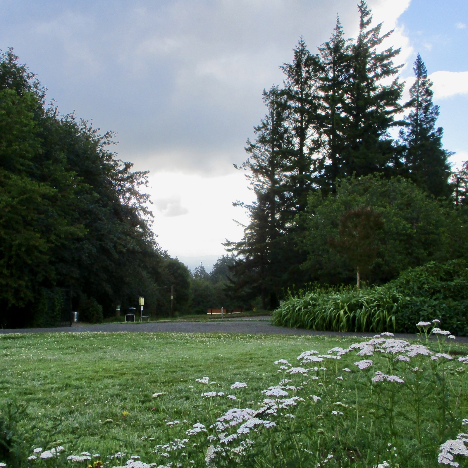 River effect clouds hang low over the city obscuring the view toward Mt. Hood. In the foreground: tall Queen Anne’s Lace