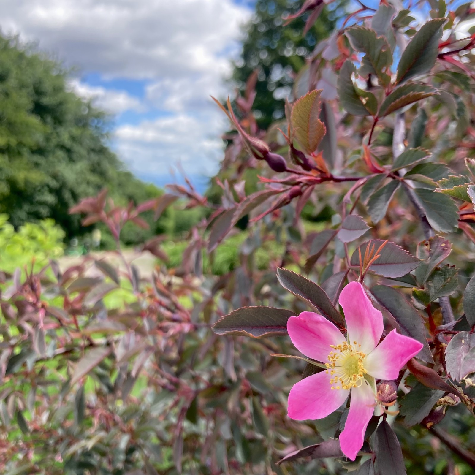 Closeup of a small naked rose with the view toward Mt Hood in the blurry backgrounds. Sky is full of broken clouds