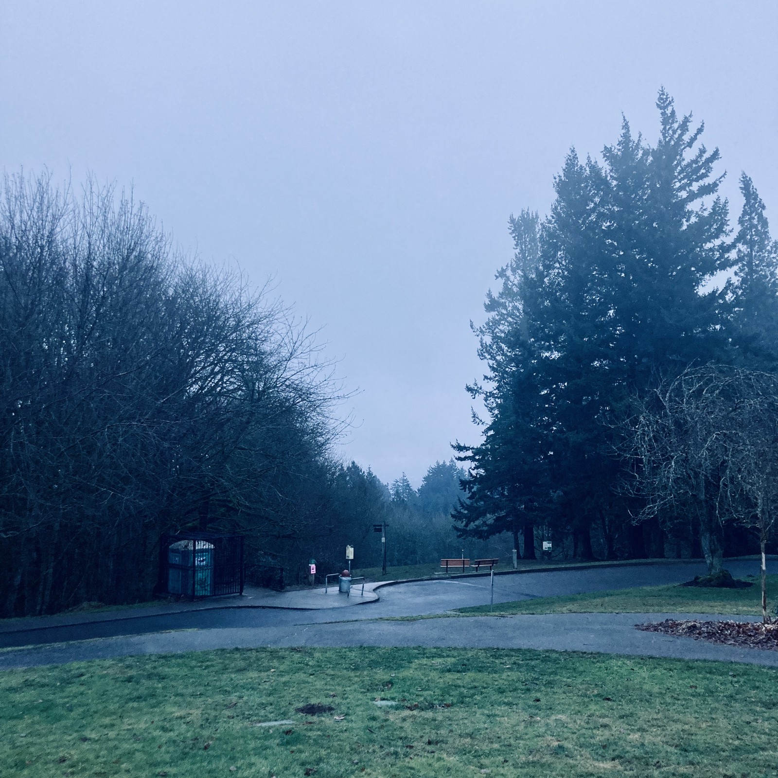 View from Council Crest toward Mt. Hood, which is not visible. A heavy mist-slash-fog hangs near overhead with a light rain, under a blank sky with the texture of wool. It is early morning, just past sunrise on the shortest day of the year. The scene has a chilly, dim, pagan vibe
