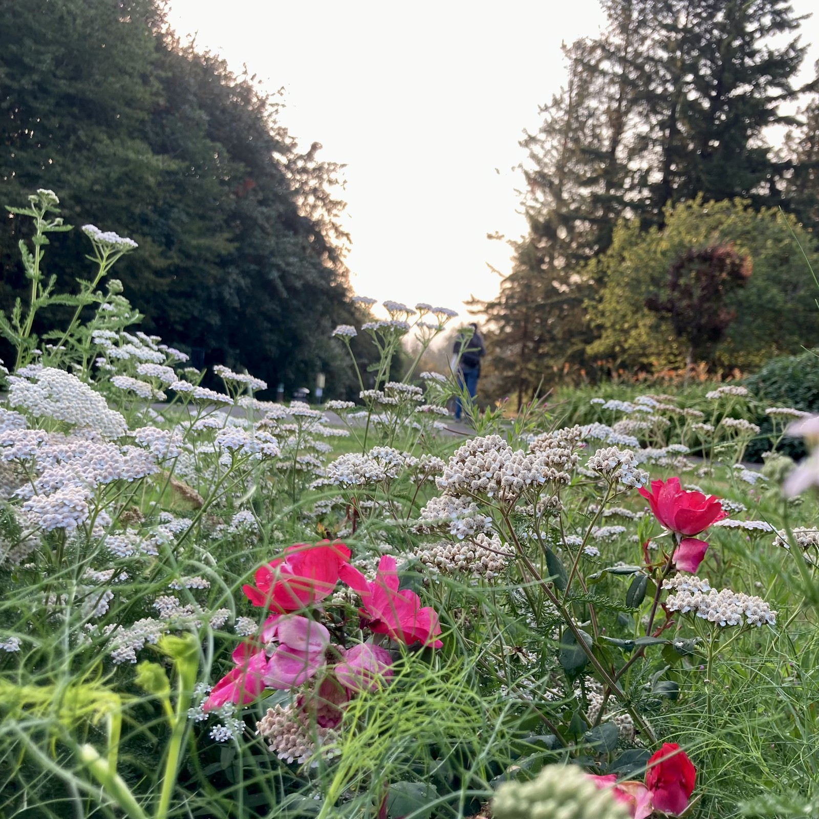 closeup of Queen Anne’s Lace and a wild rose. out of focus, in the middle distance, a person walks down a path toward a gap between two stands of tall trees