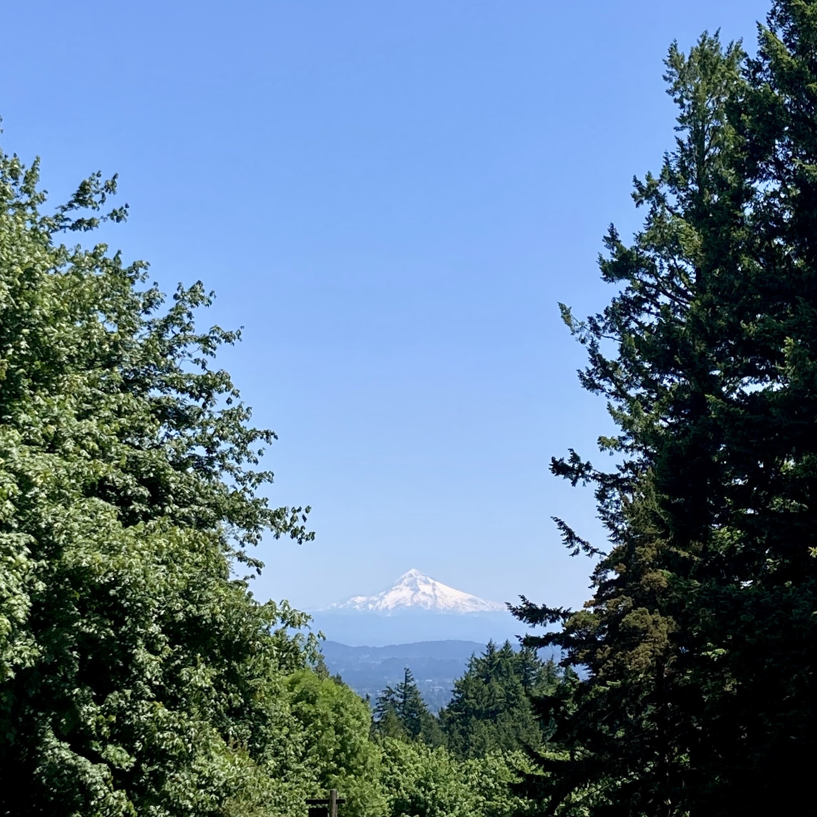 Mt Hood, snow-capped, brilliant under a flawless sky, in crystalline air