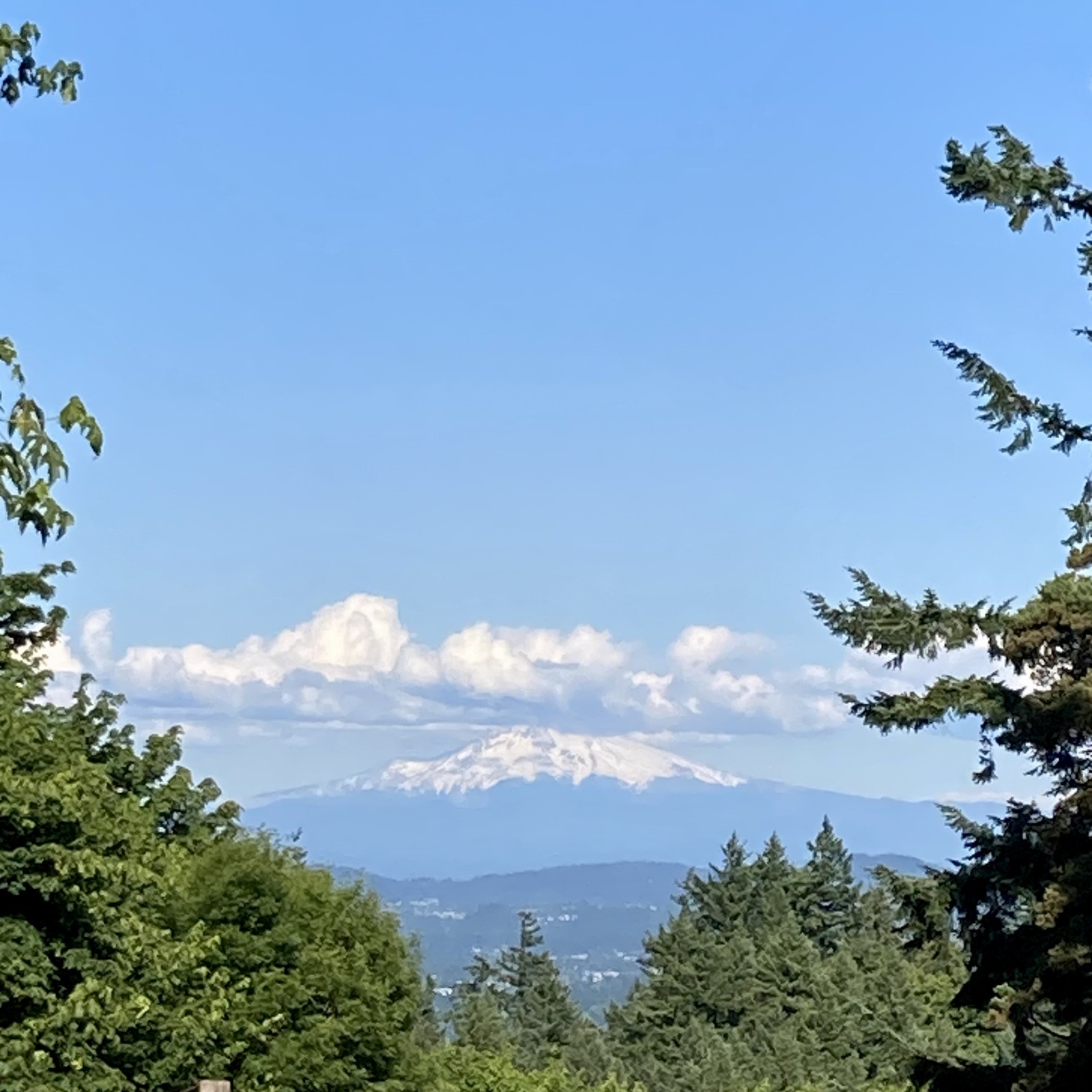 Mt. Hood, as photographed from Council Crest Park. Under a clear sky the mountain shines with snow. A few fluffy clouds cling to its peak