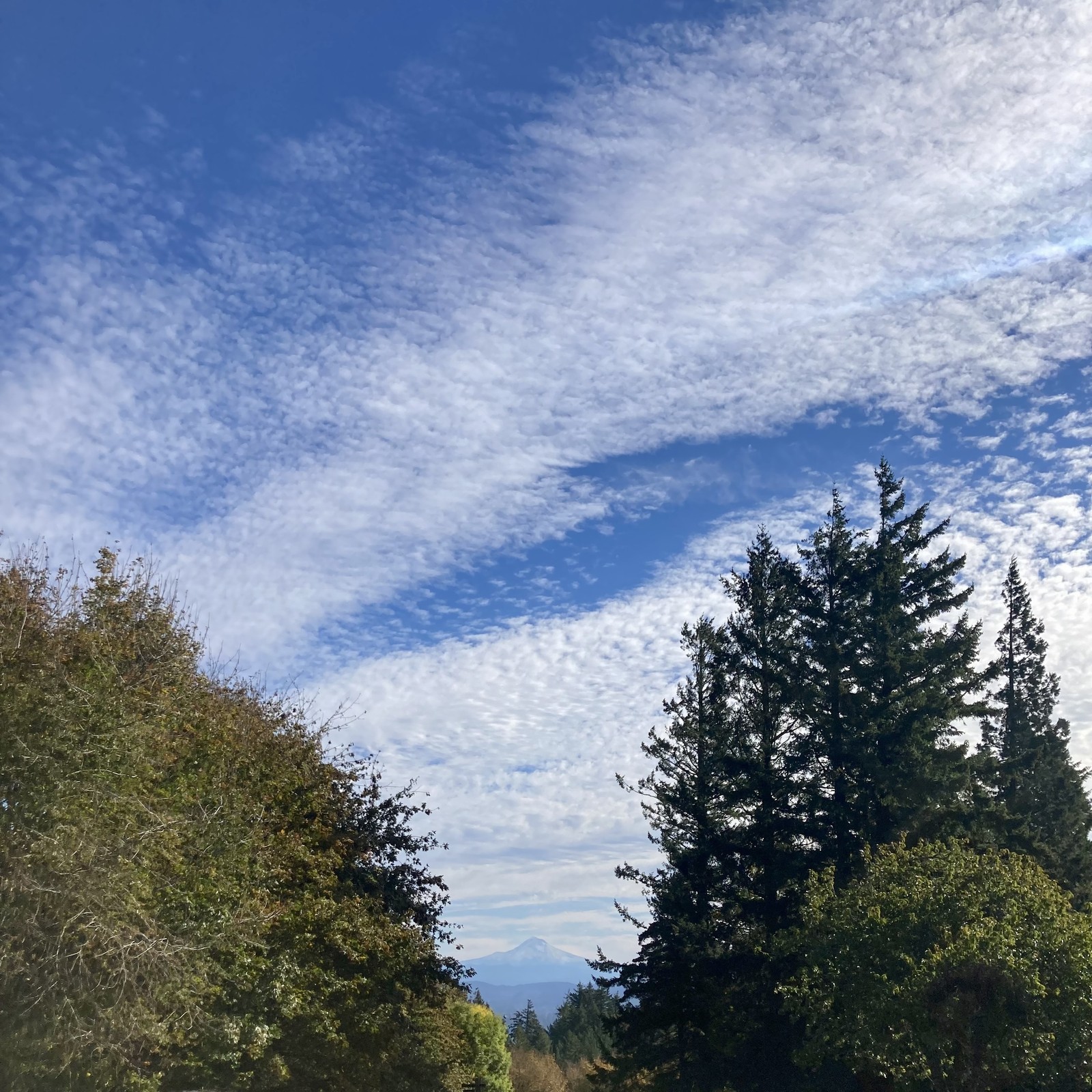 Mt. Hood under a heartbreaking October sky, deep blue with a broad spray of high altitude clouds. Crisp and windy. The air smells like woodsmoke, fir needles, and dry leaves.