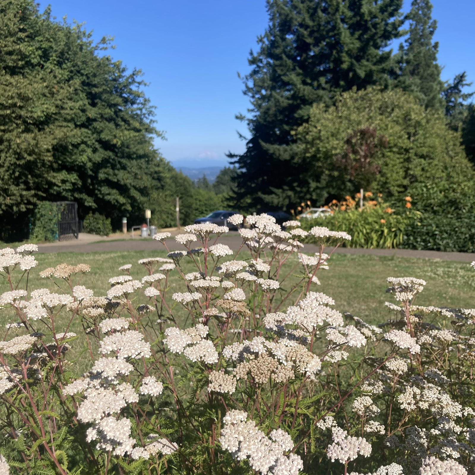 Low perspective shot over a tall stand of Queen Anne’s Lace, with mt hood out of focus on the horizon.