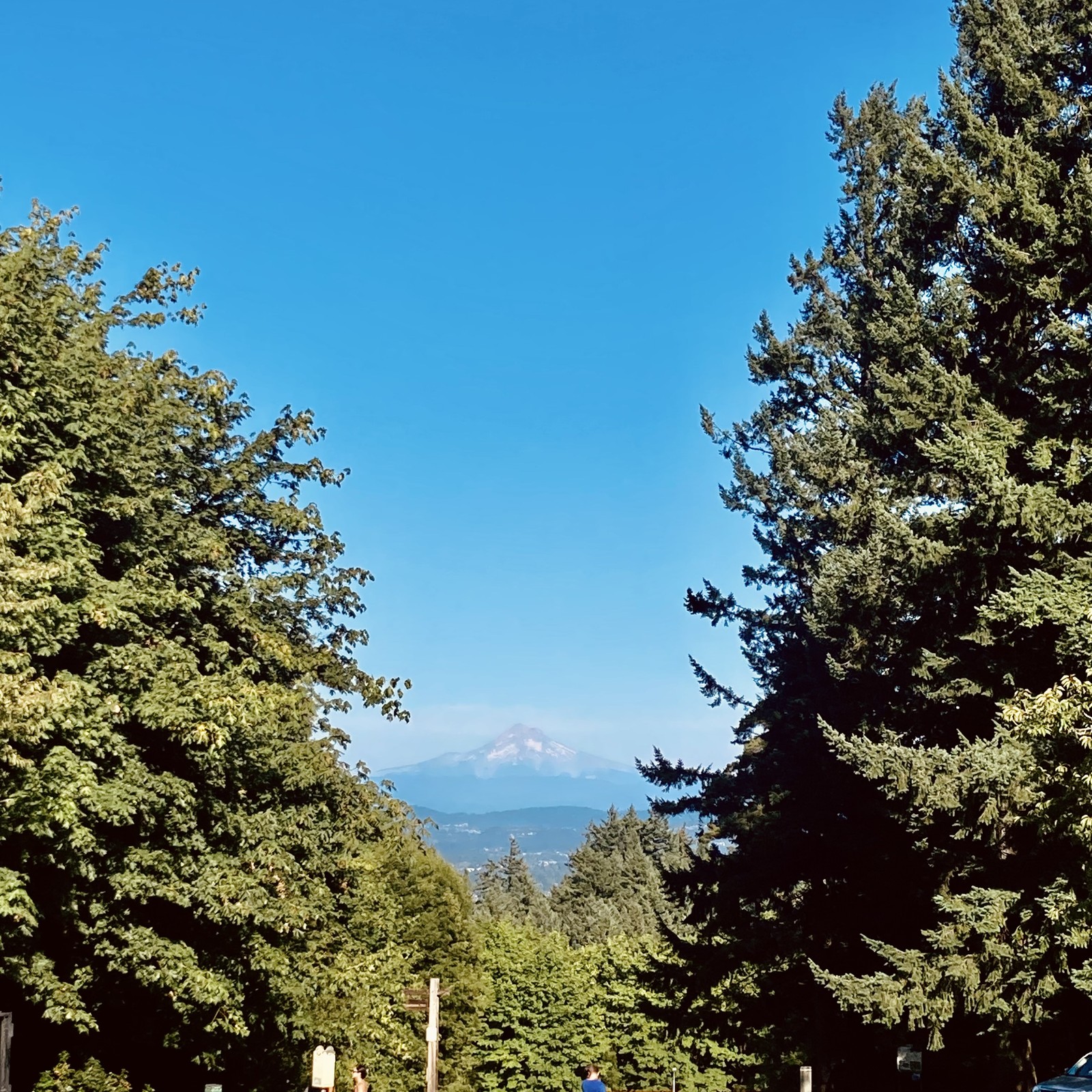 Mt. hood as seen from Council crest park in a clear midsummer afternoon
