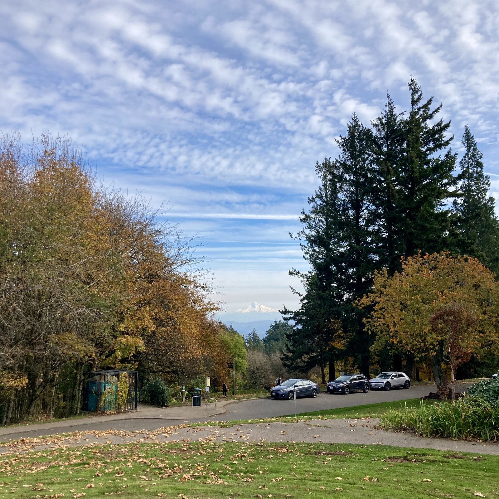 Mt. Hood snowy in slightly hazy air, under a bluegreen sky with high altitude clouds. Grass in the foreground bright green; deciduous trees just past peak fall foliage