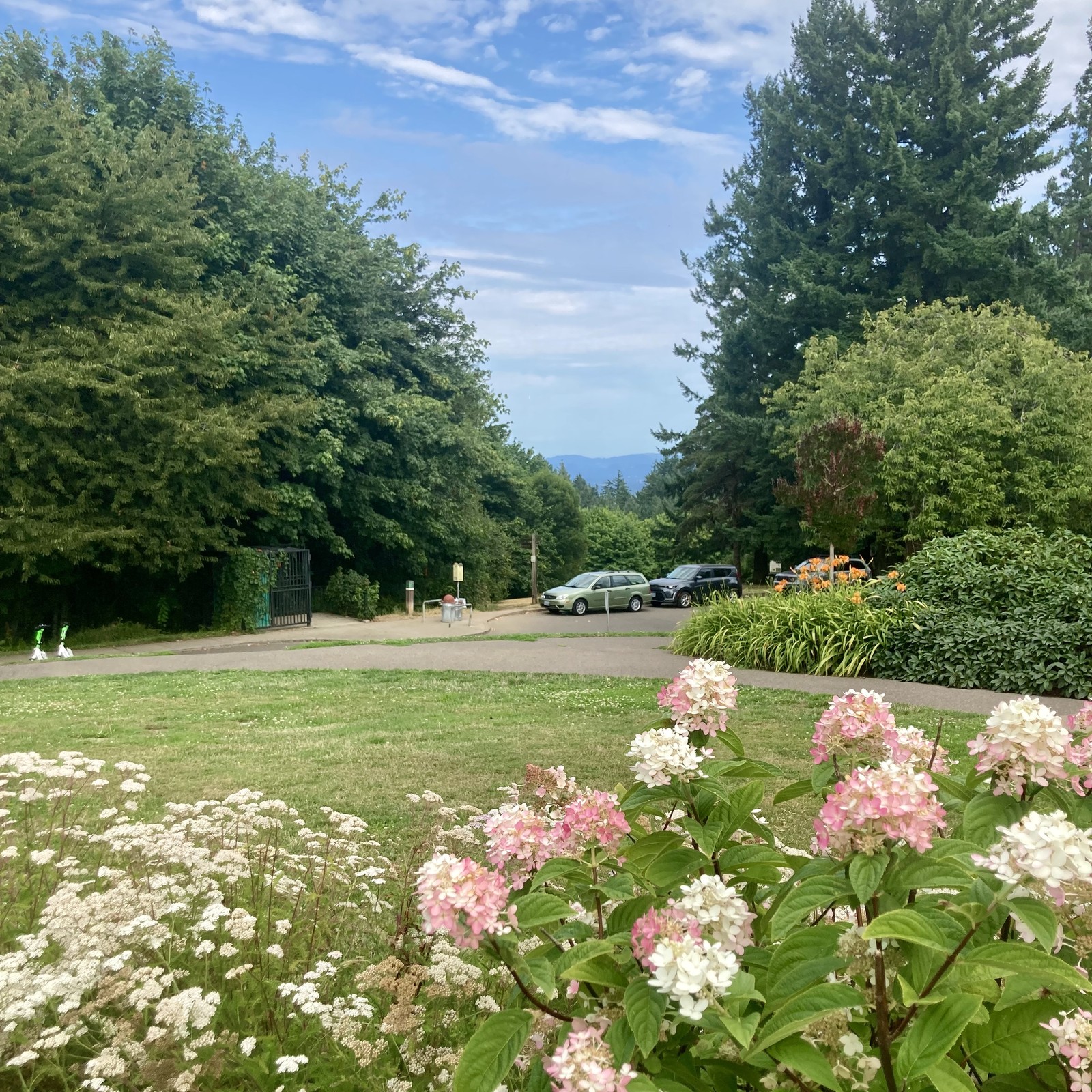 View toward Mt. Hood from Council Crest Park late on a humid summer afternoon. The mountain is not visible. Sky is partly sunny but hazy with humidity. In the foreground is a stand of flowers in full bloom: hydrangeas, Queen Annes Lace, Roses, Asian Lilies
