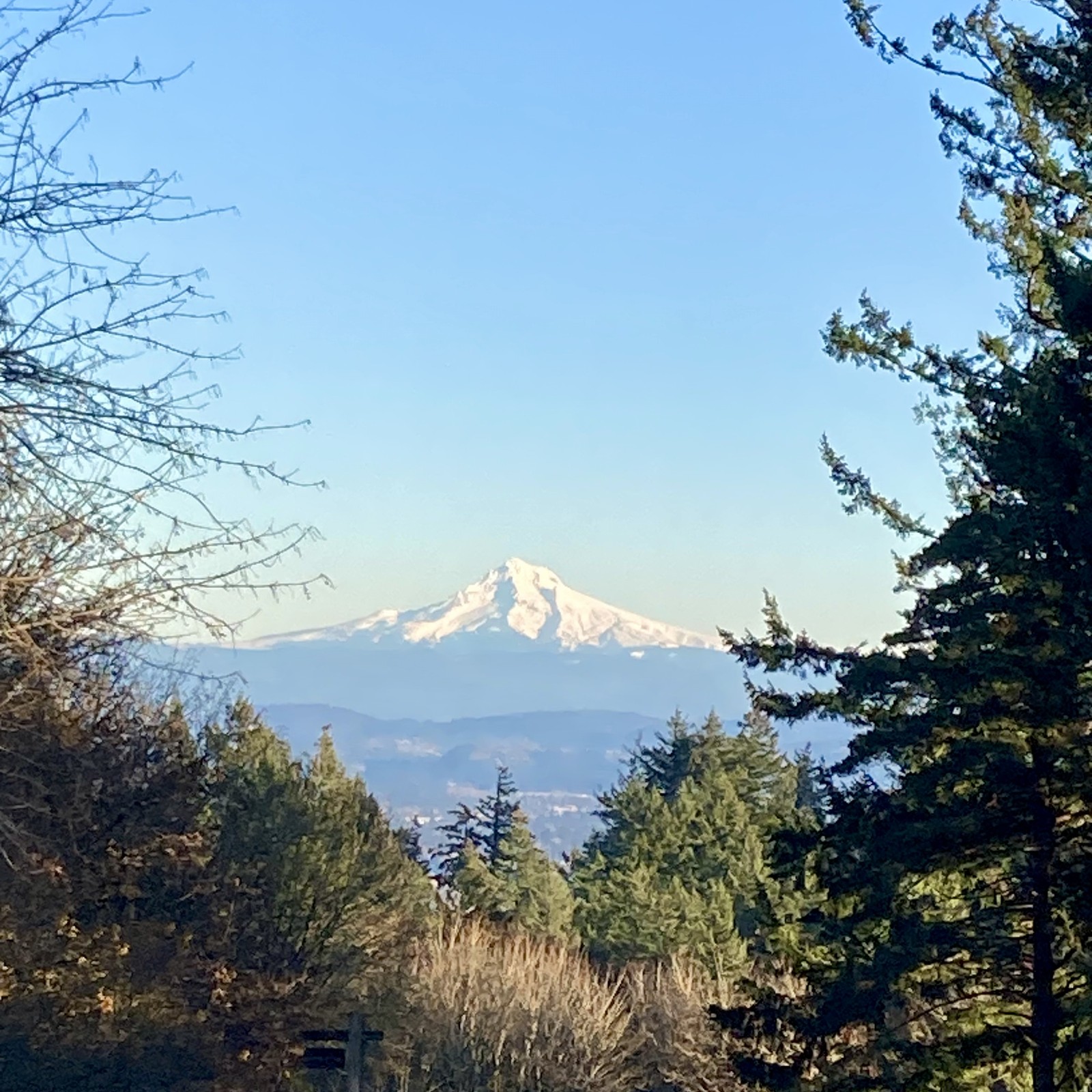 Mt. Hood brilliant with snow under a crisp & clear late autumn sky