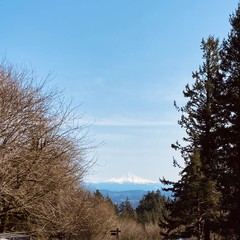 View from Council Crest parke toward Mount Hood, which is visible under a clear blue sky. The top of the mountain is obscured by a thin haze.