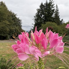 Closeup of pink flowers in front a gray drizzy sky
