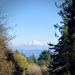 View from Council Crest Park toward Mt. Hood, which is visible under conditions that meteorologists sometimes call “extreme clear.” The mountain is well-covered in snow. A douglas fir tree in the foreground is bent under a strong northeast wind