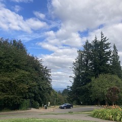 Cloudscape dense with low fluffy clouds, looking east from a hilltop across inner Portland, past a stand of tall Douglas Firs.