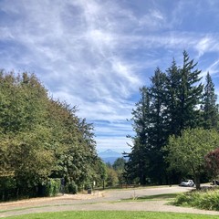 Mt. Hood, a lone volcanic cone, under a pale late summer sky streaked with contrails and wispy high altitude cirrus clouds. A stand of tall Douglas firs in the foreground.