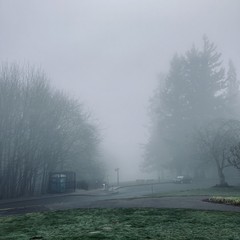 View from Council Crest Park toward Mt. Hood, between two groves of trees: tall Douglas firs on the south/right and smaller deciduous trees (probably maple or alder) to the right. A heavy fog obscures the mountain; visibility is limited to about 150ft.