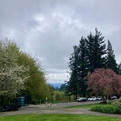 View from Council Crest toward Mt. Hood which is not visible behind a gray spring sky. Vegetation is finally beginning to look seasonal but we are 2-3 weeks behind schedule. Two trees in the foreground are in late bloom. Air damp and cool