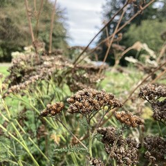 Closeup of the dead stalk of Queen Anne’s Lace, mid-autumn