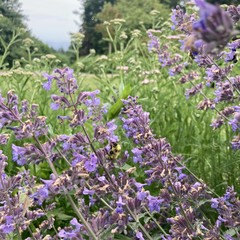 Closeup of a fuzzy bright honeybee on a stem purple catmint flowers. Horizon is out of focus; somewhere back there a very keen eyed person might be able to make out Mt. Hood behind a thick humid haze