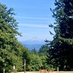 Mt. Hood as seen from Council Crest on a clear summer day. A dragonfly is in frame, direcltly between us and the mountain