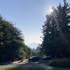 Mt. Hood is crystal clear this morning despite some light wildfire smoke. Humidity clinging to low places throws the intervening hills into relief. The sun is just peeking through a stand of tall Doug firs in the near midground