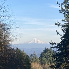Mt. Hood, white with snow, luminous in the low mid-November afternoon light